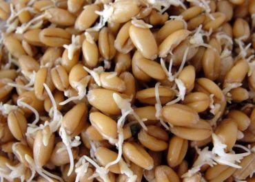 Брага из пшеницы - проращивание