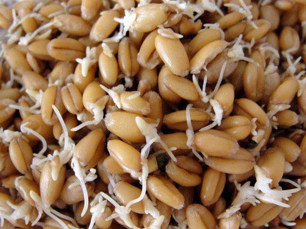 Брага из пшеницы - проращивание