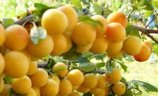 Рецепт домашнего вина из алычи