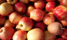 Рецепт самогона из яблок в домашних условиях