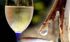 Как сделать шампанское из березового сока