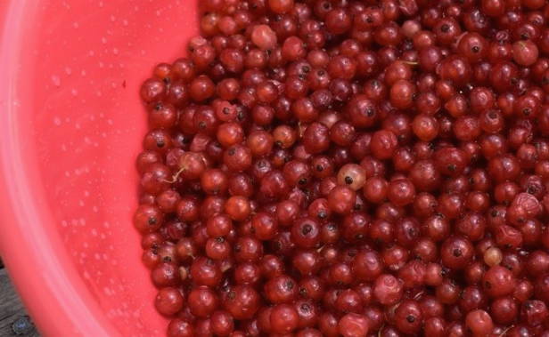 Желе из красной смородины на зиму — 10 простых пошаговых рецептов