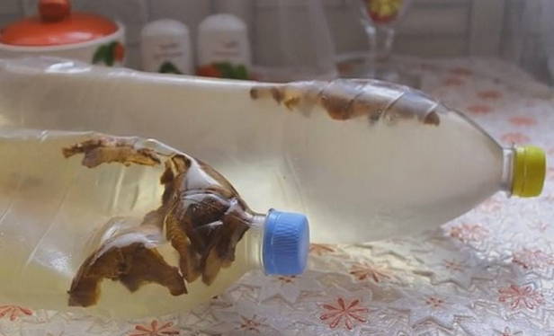 Квас из березового сока — 10 рецептов в домашних условиях