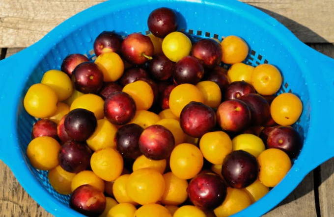 Варенье из алычи — 8 пошаговых рецептов на зиму