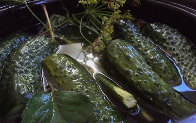 Хрустящие малосольные огурцы быстрого приготовления — 10 вкусных пошаговых рецептов