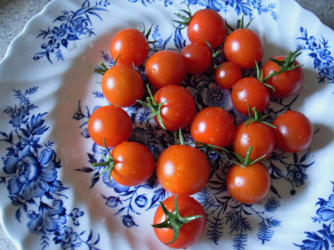Малосольные помидоры – 10 рецептов быстрого приготовления с чесноком и зеленью