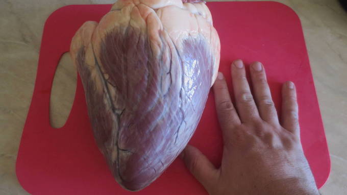 Говяжье сердце — 10 вкусных рецептов приготовления