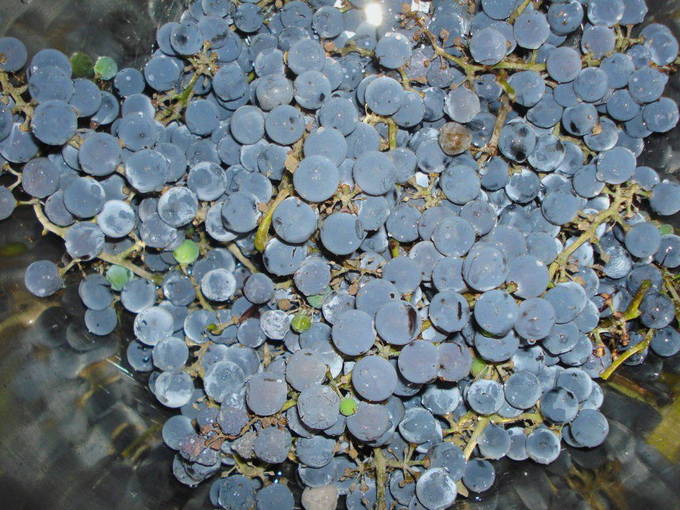 Желе из винограда — 4 пошаговых рецепта на зиму